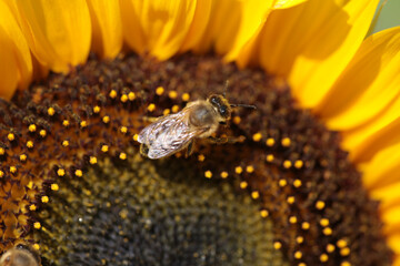 bee bees on flower collecting honey in summer season macro photography