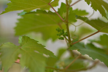 Growing grapes. Colorful leaves. Selective focus. The grapes close up
