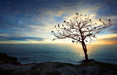Crows on dry tree during sunset at shore