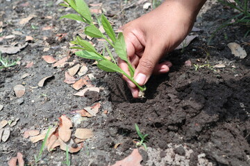 hand holding seedling plant