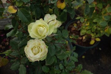 White Flower of Rose in Full Bloom
