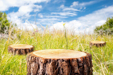 Fototapeta premium Deforestation concept. Stumps in the meadow at summer day. Eco.