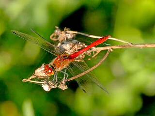 Ruddy darter, male sitting on a grass