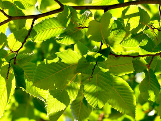 beech leaves in backlit