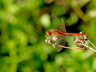 Ruddy darter, male sitting on a grass