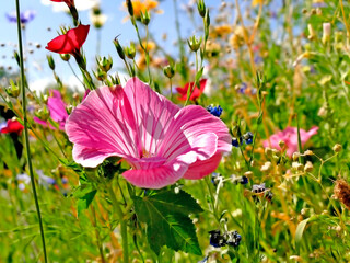 mallow in a meadow with a lot of colorful flowers