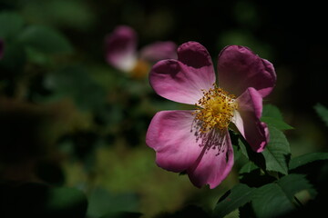 Pink Flower of Wild Rose 'R. complicata' in Full Bloom
