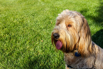 Multigen Goldendoodle