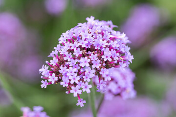 Willow verbena grown in the park