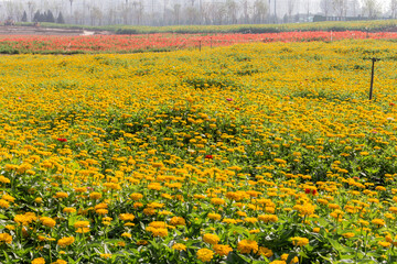 Zinnia grown in the park