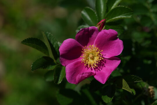 Pink Flower of Wild Rose 'R. davurica Pallas' in Full Bloom
