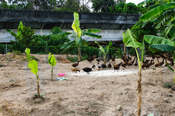 Campbell khaki duck at farm eating rice