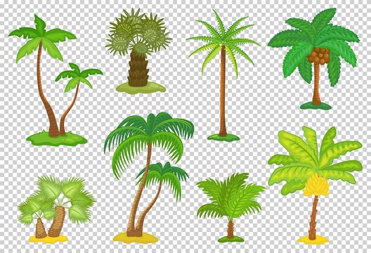 Set of tropical palm trees cartoon icons, flat vector illustration isolated.