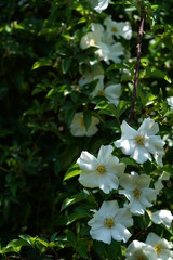 White Flower of Wild Rose 'R. laevigata' in Full Bloom
