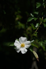 White Flower of Wild Rose 'R. laevigata' in Full Bloom
