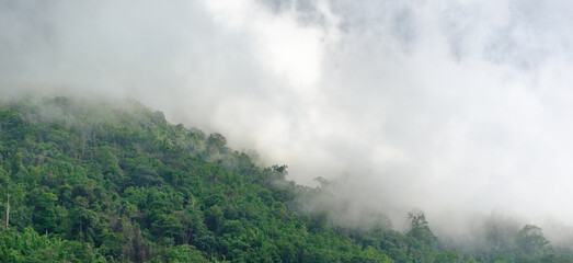 Fototapeta na wymiar The mist drifts over the trees at the mountains.rain season