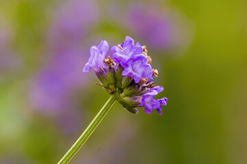Obraz premium a soft bloom with purple color in the season garden