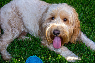 Multigen Goldendoodle