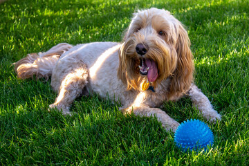 Multigen Goldendoodle