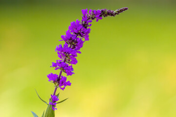 a soft bloom with purple color in the season garden