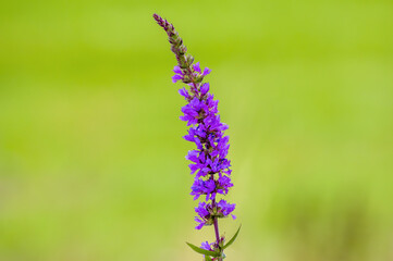 a soft bloom with purple color in the season garden