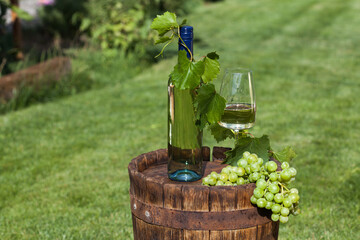White wine on wooden vintage barrel with grape plantation on background