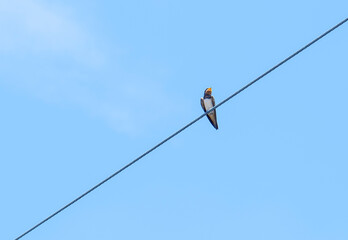 A swallow parked on a telephone pole in summer