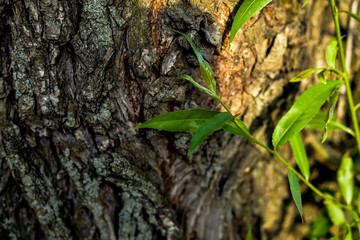 green young twig on the background of a thick tree trunk. bark texture