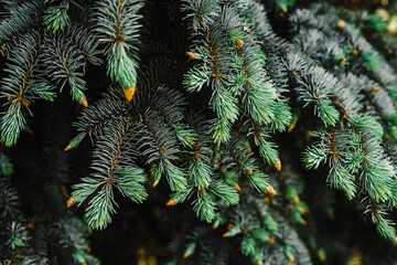 young branches of blue spruce with small buds of cones close-up texture for decor and design