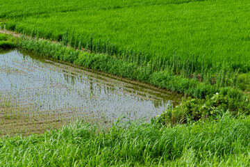 The countryside near the Kizugawa River in Kyoto, Japan