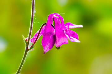 a soft bloom with pink color in the season garden