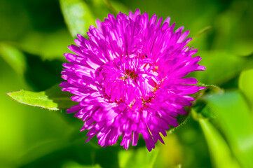 a soft bloom with pink color in the season garden