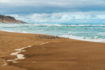 Stormy ocean, beautiful cloudy sky, and flock of plover birds on the beach