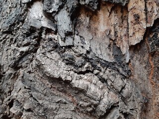 tree bark texture, bark of a tree