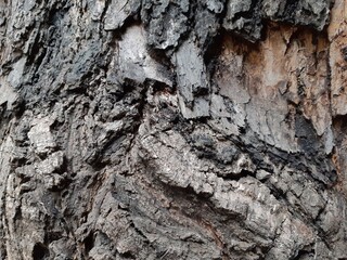 tree bark texture, bark of a tree