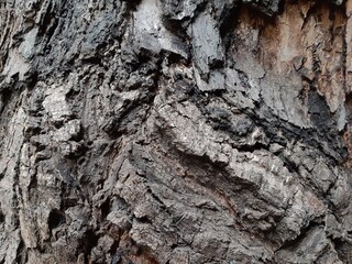 tree bark texture, bark of a tree
