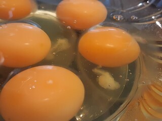 eggs