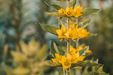 Lysimachia punctata, the dotted loosestrife, large yellow loosestrife, or spotted loosestrife, is a flowering plant species in the family Primulaceae. Yellow flowers blooming in the garden or field.