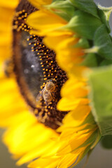 bee bees on flower collecting honey in summer season macro photography