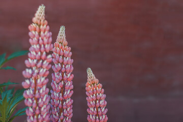 Lupinus, commonly known as lupin or lupine in the legume family Fabaceae. Close up of blooming lupine flower. Pink flowers against a wooden wall.