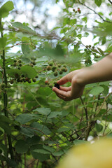 Girl's hands pluck blackberry from bushes