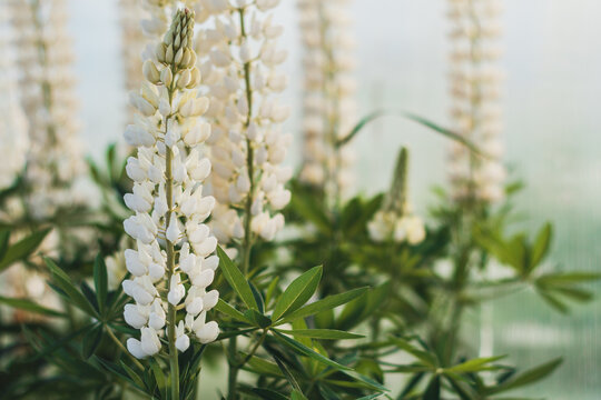 Summer floral blooming soft background. A lot of white lupines in the garden. Closeup plant with blurred background. Blooming lupine flowers. A field of lupines.