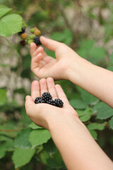 Girl's hands pluck blackberry from bushes