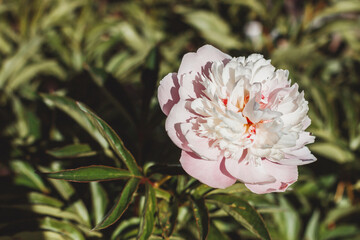 Beautiful one white big peony in the garden. A lush white flower with many petals on green background.