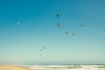 Sunny tropical beach and flock of flying birds with beautiful clear blue sky on background