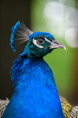 Head shot of a peacock portrait