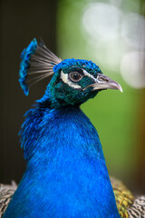 Obraz premium Head shot of a peacock portrait