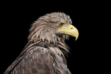 Naklejka premium White-tailed eagle portrait on black background