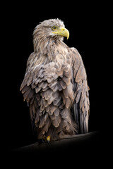 White-tailed eagle portrait on black background