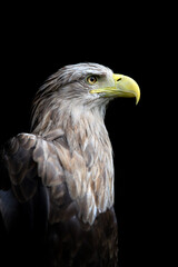 White-tailed eagle portrait on black background